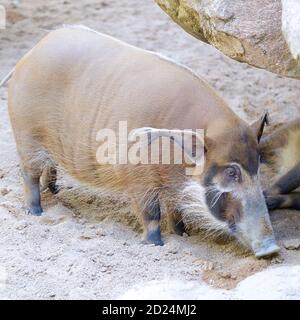 La rivière Rouge (porc-Potamochoerus porcus) Banque D'Images