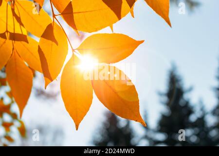 Les rayons du soleil traversent le feuillage d'automne Banque D'Images