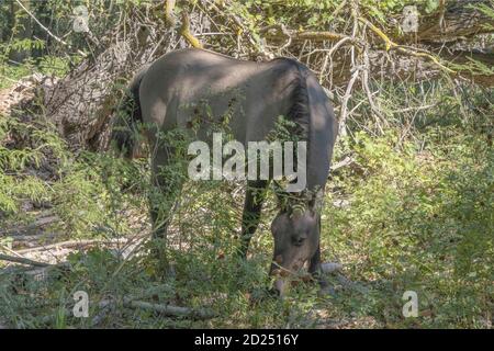 Tataru Island, Chilia Branch Dan, Ukraine, Europe de l'est. 26 mars 2019. Chevaux sauvages de Tarpan ou chevaux Hutsul dans la forêt sur l'île de Tataru - Parc paysager régional ''Iles Izmail'. Île de Tataru, branche de Chilia Delta du Danube, Izmail, Oblast d'Odessa. Ukraine, Europe de l'est crédit: Andrey Nekrasov/ZUMA Wire/Alamy Live News Banque D'Images