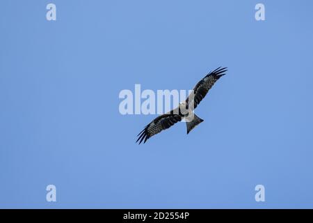 Le cerf-volant noir (Milvus migrans) en vol Banque D'Images