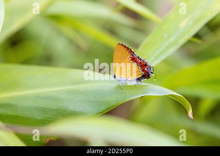 Saphir violet perching on plant Banque D'Images