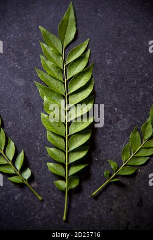 Vue de dessus des feuilles de curry sur un fond Banque D'Images