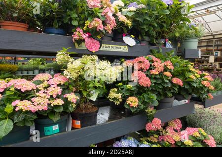 Sélection d'usines, y compris Hydrangers dans un Garden Center, Royaume-Uni. Banque D'Images