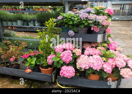 Sélection d'usines, y compris Hydrangers dans un Garden Center, Royaume-Uni. Banque D'Images