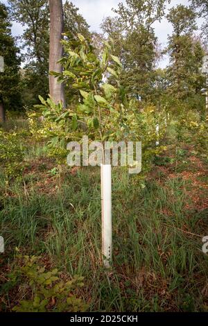 Plantules d'arbres dans des tubes protecteurs, reboisement dans la forêt près de la ville de Wetter, collines d'Ardey, Rhénanie-du-Nord-Westphalie, Allemagne. Baumsetzlinge Banque D'Images