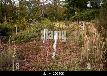 Plantules d'arbres dans des tubes protecteurs, reboisement dans la forêt près de la ville de Wetter, collines d'Ardey, Rhénanie-du-Nord-Westphalie, Allemagne. Baumsetzlinge Banque D'Images