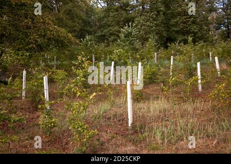 Plantules d'arbres dans des tubes protecteurs, reboisement dans la forêt près de la ville de Wetter, collines d'Ardey, Rhénanie-du-Nord-Westphalie, Allemagne. Baumsetzlinge Banque D'Images