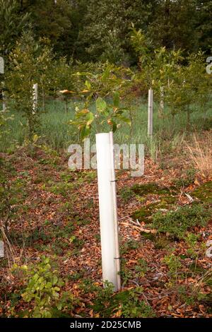 Plantules d'arbres dans des tubes protecteurs, reboisement dans la forêt près de la ville de Wetter, collines d'Ardey, Rhénanie-du-Nord-Westphalie, Allemagne. Baumsetzlinge Banque D'Images