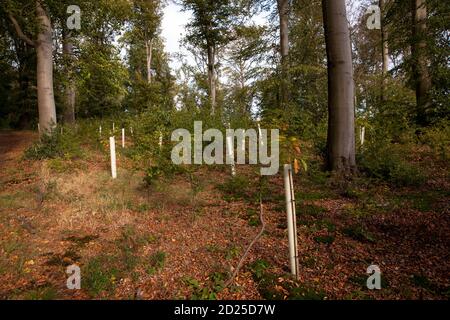 Plantules d'arbres dans des tubes protecteurs, reboisement dans la forêt près de la ville de Wetter, collines d'Ardey, Rhénanie-du-Nord-Westphalie, Allemagne. Baumsetzlinge Banque D'Images