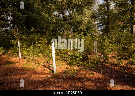 Plantules d'arbres dans des tubes protecteurs, reboisement dans la forêt près de la ville de Wetter, collines d'Ardey, Rhénanie-du-Nord-Westphalie, Allemagne. Baumsetzlinge Banque D'Images