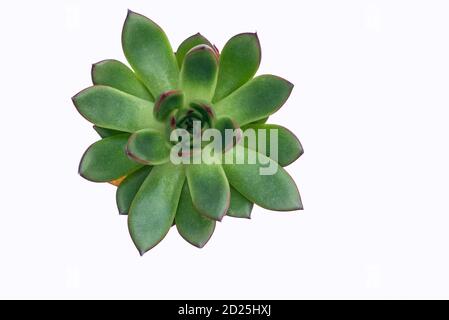 Echeveria succulente - Echeveria agavoides.UNE fleur succulente avec des feuilles, vue d'en haut, sur fond blanc Banque D'Images