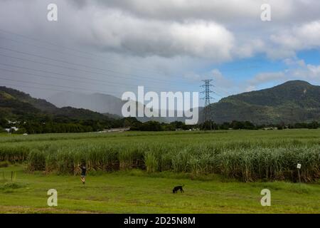 Personne marchant avec un chien près des champs de canne à sucre, avec des montagnes couvertes de forêt tropicale en arrière-plan, par une journée nuageux, près de Cairns, Australie. Banque D'Images