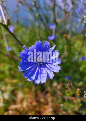 Cornflowers. Fleurs bleues sauvages qui fleurissent dans le jardin. Gros plan. Mise au point douce Banque D'Images