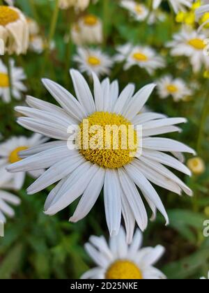 Camomille sur un pré de fleur dans le jardin avec de beaux pétales blancs. Banque D'Images