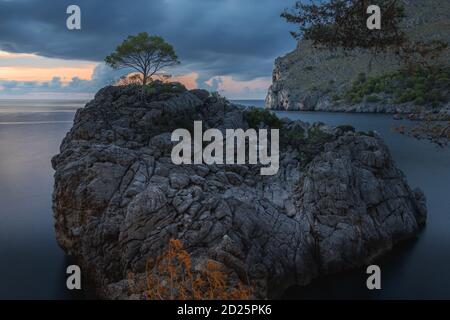 Arbre solitaire sur un grand rocher à Port de sa Calobra à l'heure bleue, avec mer calme et ciel coloré, près de Torrent de Pareis, Tramuntana, Mallorca, Espagne. Banque D'Images