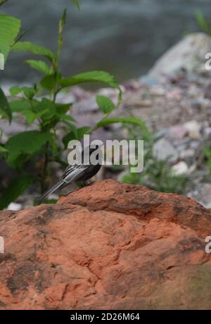 Black Phoebe (Sayornis nigricans) adulte perché sur le rocher Jujuy, Argentine Janvier Banque D'Images