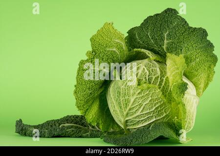 Chou de Savoie, cultivar de toundra. De belles feuilles extérieures jaune verdâtre, émeraude et verte sont ouvertes, révélant un coeur ferme et rond. Banque D'Images