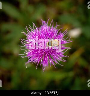Une abeille cherche le nectar sur une fleur pourpre Banque D'Images