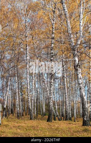 Birch grove à Golden Sunlight par temps clair. Banque D'Images