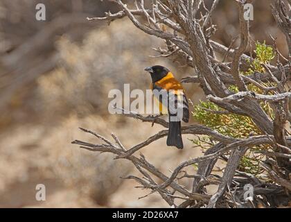 Sierra-finch à capuchon noir (Phrygilus atriceps) adulte mâle perché sur une branche morte de Salta, Argentine Janvier Banque D'Images