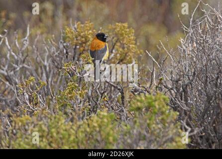 Sierra-finch à capuchon noir (Phrygilus atriceps) adulte mâle perché au sommet du Bush Salta, Argentine Janvier Banque D'Images