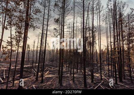 Forêt de pins brûlée après le feu de Trap Creek au nord de Stanley, Idaho, en septembre 2020. Banque D'Images