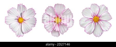 Fleur de COSMOS entièrement isolée sur fond blanc. Fleur de cosmos blanc rose délicat, élément de conception isolé Banque D'Images