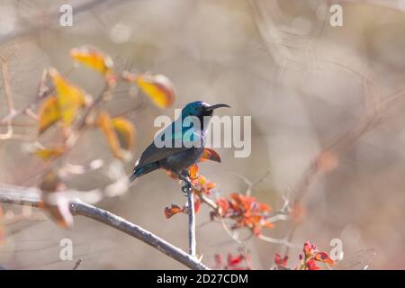 sunbird palestinien masculin (Cinnyris osea) Banque D'Images