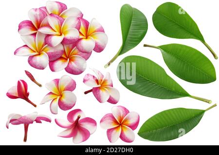 variété de fleurs et de feuilles de plumeria isolées sur fond blanc Banque D'Images