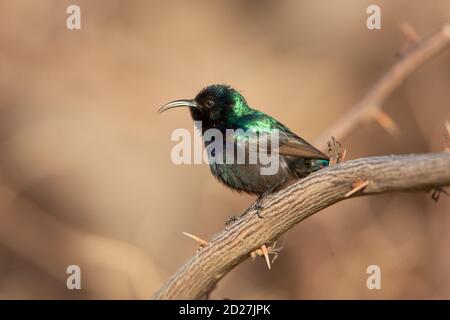 sunbird palestinien masculin (Cinnyris osea) Banque D'Images