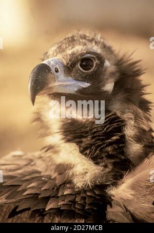 Portrait de la Vulture de Cinereous, de la Vulture Noire, de la Vulture de Monk ou de la Vulture Noire eurasienne (Aegypius monachus) Banque D'Images