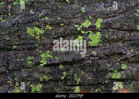 écorce humide foncée de l'arbre recouverte de mousse verte et de champignons points texture vue de dessus Banque D'Images