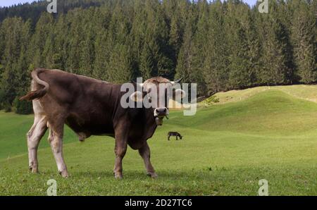 Une vache brune, un taureau, un bovin avec une cloche de vache posant avec un âne en arrière-plan dans la vallée montagneuse des prairies dans les Alpes à Baad, Kleinwalsertal, Vorarlber Banque D'Images