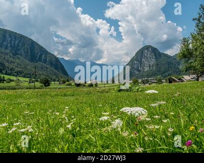 Paysage alpin avec prairie verte, fleurs et ciel nuageux autour des montagnes slovènes Banque D'Images