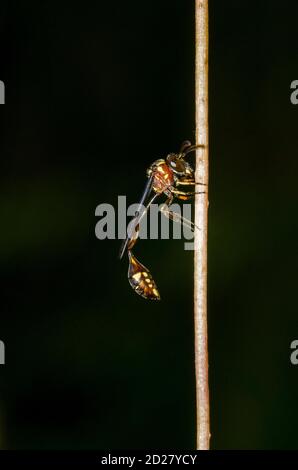 Imite Hoverfly, Allobaccha sp, imitant une guêpe de Sphecid à taille fine, Klungkung, Bali, Indonésie Banque D'Images