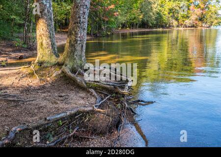 Quelques racines d'arbres exposées au bord du lac avec les bois colorés autour de la crique en arrière-plan un jour ensoleillé au début de la fal Banque D'Images