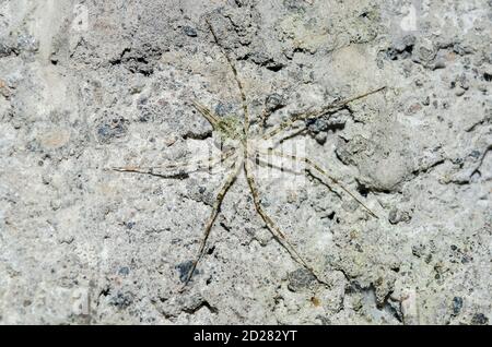 Arbre Trunk Spider, famille Hersiliidae, camouflage sur mur, Klungkung, Bali, Indonésie Banque D'Images