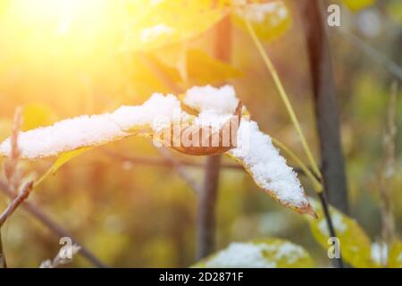Première neige sur les feuilles vert-orange en octobre de gros plan Banque D'Images