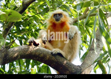 Golden Langur est assis sur UNE branche d'arbre Banque D'Images