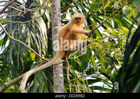 Golden Langur est assis sur UN arbre Banque D'Images