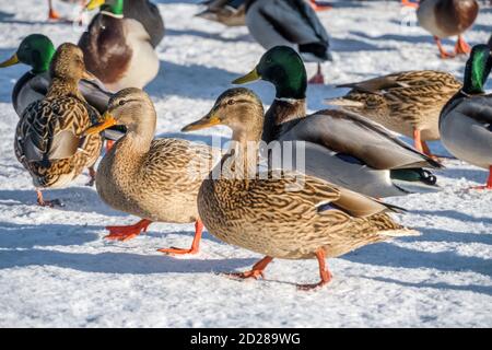 canards au bord de la rivière par une journée ensoleillée. Canards gros plan. Canards dans la neige Banque D'Images