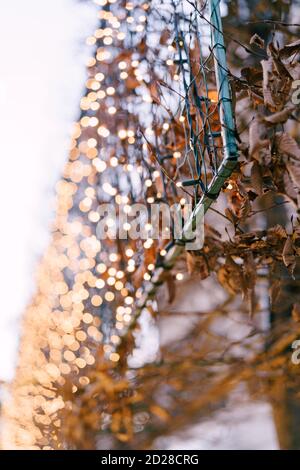 Guirlande de Noël incluse sur un tronc d'arbre à l'extérieur. Nouvel an dans le parc. Lumières de fête. Petites ampoules gros plan avec bokeh dans Banque D'Images