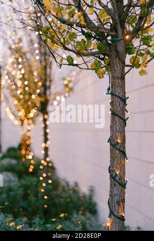 Guirlande de Noël incluse sur un tronc d'arbre à l'extérieur. Nouvel an dans le parc. Lumières de fête. Petites ampoules gros plan avec bokeh dans Banque D'Images