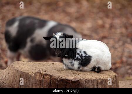 Enfant de chèvre dans la ferme domestique. Mignonne de style nain enimal. Adorable animal de compagnie heureux. Un petit goatling sur la souche Banque D'Images