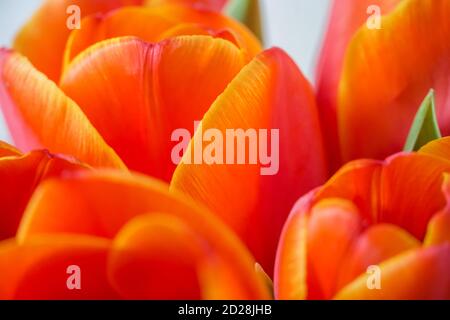 Rouge Orange jaune Tulips fleur de dessous gros plan avec motif d'arrière-plan tulipe Banque D'Images