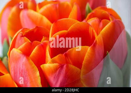 Rouge Orange jaune Tulips fleur de dessous gros plan avec motif d'arrière-plan tulipe Banque D'Images