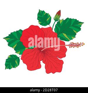Hibiscus de fleurs tropicales, couleur rouge Illustration de Vecteur