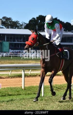 Black Jockey cheval de course dans le sport diversité scène d'action, tourné en gros plan à la Barbade, Caraïbes Banque D'Images