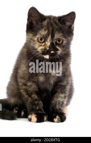 La Tortoise Shell Noir Chat Domestique Chaton De 2 Mois Photo Stock Alamy