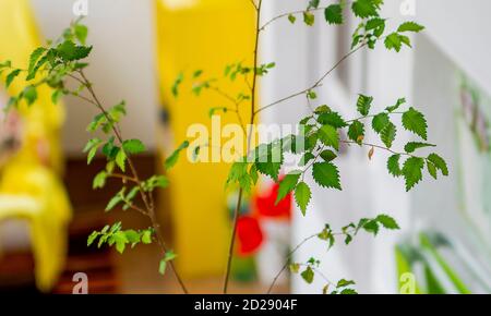 Un jeune orme dans un pot prêt à être planté à l'extérieur Banque D'Images